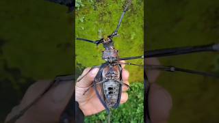 Most Expensive Beetle  Stag Beetleshortsfacts [upl. by Aldus68]