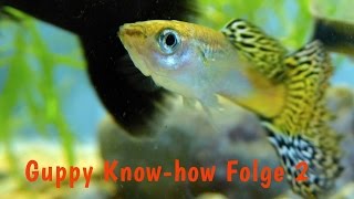 Guppy Knowhow Folge 2 Das GuppyAquarium bepflanzen Wasserpflanzen Dokumentation Fische [upl. by Garmaise]