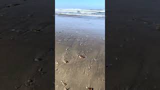 Tons of large dead jellyfish and large fish washed up in Oregon coast winteriscoming deadfish [upl. by O'Donnell825]