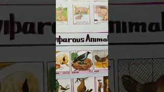 viviparous animals and oviparous animals l egg laying animals young ones animals [upl. by Maxey]