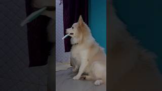 Indian spitz dog evening time playing 😄🎴 [upl. by Natalia]