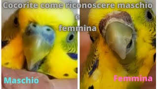 cocorite come riconoscere maschio e femmina [upl. by Haskins]