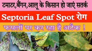 septoria leaf spot tomato treatment  septoria leaf spot on tomatoes  septoria leaf spot disease [upl. by Irat]