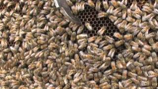 Bees and Beekeeping for Honey in Your Backyard [upl. by Kaufmann]