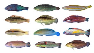 Types of Wrasses Part 1  Genus Halichoeres Family Labridae [upl. by Searby]