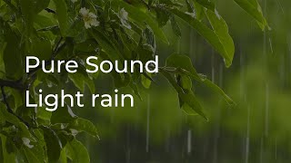 Gentle and light rain sound  1 hour No ads  Sounds for sleeping relaxing studying [upl. by Katzman]