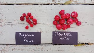 Potentilla o Duchesnea indica la falsa fragola incompresa [upl. by Carbo124]