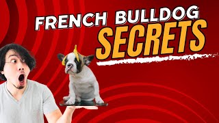 French Bulldog Review  Everything you need to know [upl. by Asserak]