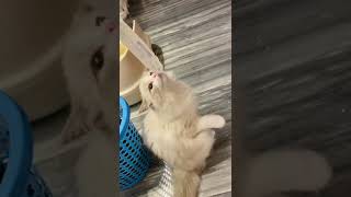 kitten Ragdolls cat cats kitty chat gato kat बिल्ली gatto cattus neko 고양이 cutecat 猫 [upl. by Ahseila]