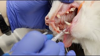 A Lot Of Feline Dentistry  Veterinary Vlog32 [upl. by Patricia71]