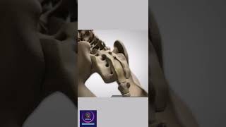 Vertebrae Anatomy How vertebral column formed shorts education [upl. by Ilera]