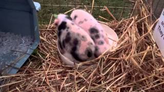 Cute Baby Potbellied Pigs [upl. by Marciano]