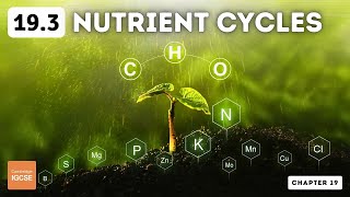 IGCSE Biology  Nutrient cycles 193 [upl. by Spieler]