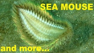 SEA MOUSE and more creatures [upl. by Ahsian443]