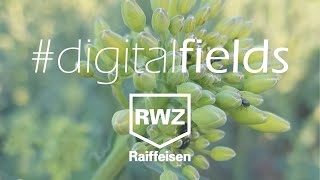 digitalfields  Aufgrund Corona vorerst keine RWZFeldbegänge mehr  20032020 [upl. by Nojad635]