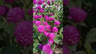 Gomphrena Globosa PalntGlobe Amaranth shorts amaranth flowers globe nature plants gomphrena [upl. by Brigette]