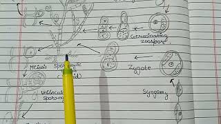 Lifecycle of EctocarpusAsexual and Sexual reproduction in Ectocarpus lifecycle of Ectocarpus 🌿🌿🌿 [upl. by Ariaic]