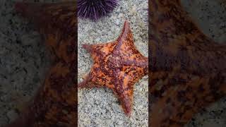 Tide pooling  starfish  sea urchins [upl. by Chill617]