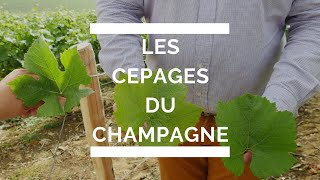 Comment identifier les cépages du champagne et du ratafia [upl. by Obara]