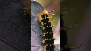 larva entomology oruga escarabajo acuatico awesome wildlife macro view shorts birding [upl. by Jaddan]