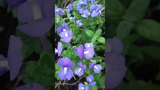 Nemesia Plants gardeningplants plants flowers shortvideo trending [upl. by Neret]