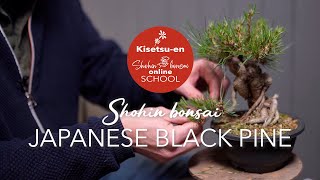 Creating a Shohin Bonsai Japanese Black Pine [upl. by Kaasi]