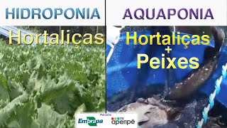 Da hidroponia para aquaponia [upl. by Raybin]