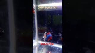 OHM BETTA FISHFISH BREEDING LBbettas FARM [upl. by Einaj]