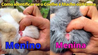 Como identificar se o Coelho Gigante é Macho ou Fêmea [upl. by Benedicto]