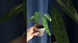 Variegated Billietiae aroidindonesia plants indoorplants [upl. by Nahsar283]