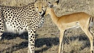 LEOPARD SAVE DEERS LIFE TO JACKLE  AMAIZING VIDEO 2014 [upl. by Enidan]