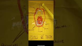 Types of TeethIncisors Canines Premolars Molars [upl. by Trow]