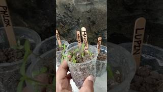 Winter flowers seeds ki update 👍🌱 gardening plants youtubeshorts viralvdo diygardnermuskan [upl. by Giffer576]