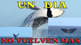 EL DORADILLO BALLENAS FURIOSAS CON LAS GAVIOTAS  tambien cuando pueden saltan de alegria [upl. by Nosydam681]