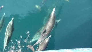 Dolphins jumping and playing in front of the boat [upl. by Isidoro]