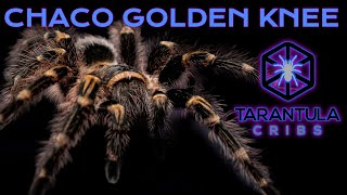 Chaco Golden Knee Tarantula Grammostola pulchripes Care Guide Video [upl. by Spracklen]