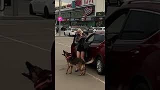 Heroic Dog Saves the Day Stops Car to Remind Mom of Baby shorts [upl. by Ykceb]