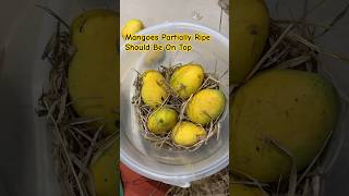 How To Ripen Mangoes Naturally At Home [upl. by Bilbe]