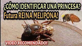 Cómo identificar una PRINCESA MELIPONA 👑🐝👍🏻 [upl. by Yecad]