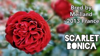 SCARLET BONICA ROSE plant by Alain MEILLAND 2016 バラ スカーレットボニカ [upl. by Mail]