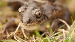 Pelobates Fuscus Knoflookpad Common Spadefoot Pelobate brun Knoblauchkrote [upl. by Allecram]