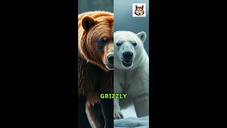 Grizzly Vs Polar Bear Whos the Stronger Beast [upl. by Alston]