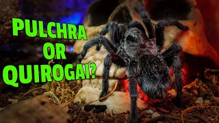 The MYSTERY of the Brazilian Black Tarantula Lookalikes REVEALED [upl. by Rikahs]