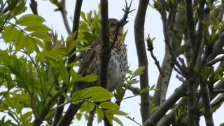 Singdrossel Turdus philomelos [upl. by Templas]