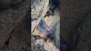 Portuguese Man O’ war [upl. by Legnaleugim988]