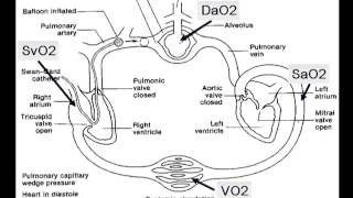 Oxygen delivery and consumption [upl. by Aninay]