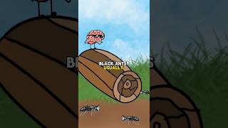 Difference of Red Ants amp Black Ants animation animationdrawing animationfacts animationstory [upl. by Katine]