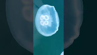 Blue Jellyfish  shortsfeed shortvideo baby shortsviral jellyfish fishshorts ocean [upl. by Niarfe195]