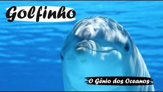 Golfinho O Gênio dos Oceanos  Mini Documentário [upl. by Sivet878]