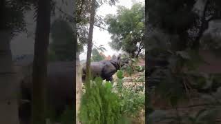 This is real Man Vs Wild rhino chitwannepal [upl. by Ahsinac831]